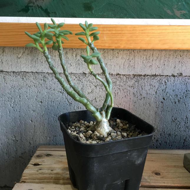 Tylecodon bodleyae チレコドン ボドレイアエ