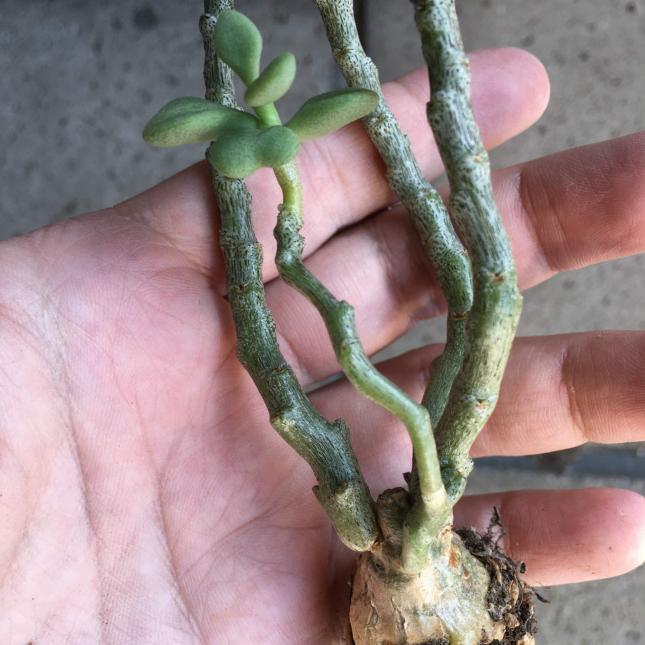 Tylecodon bodleyae チレコドン ボドレイアエ