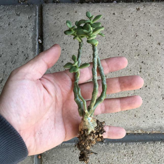 Tylecodon bodleyae チレコドン ボドレイアエ