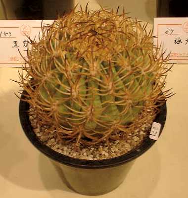 エリオシケ 極光丸/黒ﾖｳ丸(Eriosyce ceratistes) 多肉植物データベース