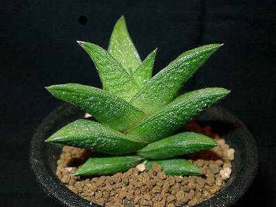 ハオルチア ニグラ/黒鮫(Haworthia nigra) 多肉植物データベース