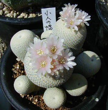 エピテランサ 小人の帽子(Epithelantha bokei) 多肉植物データベース