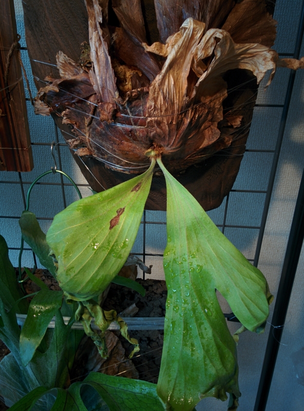 冬越しで休眠していたワリチーの葉が復活した。 - YOSHIDA LAB's BLOG