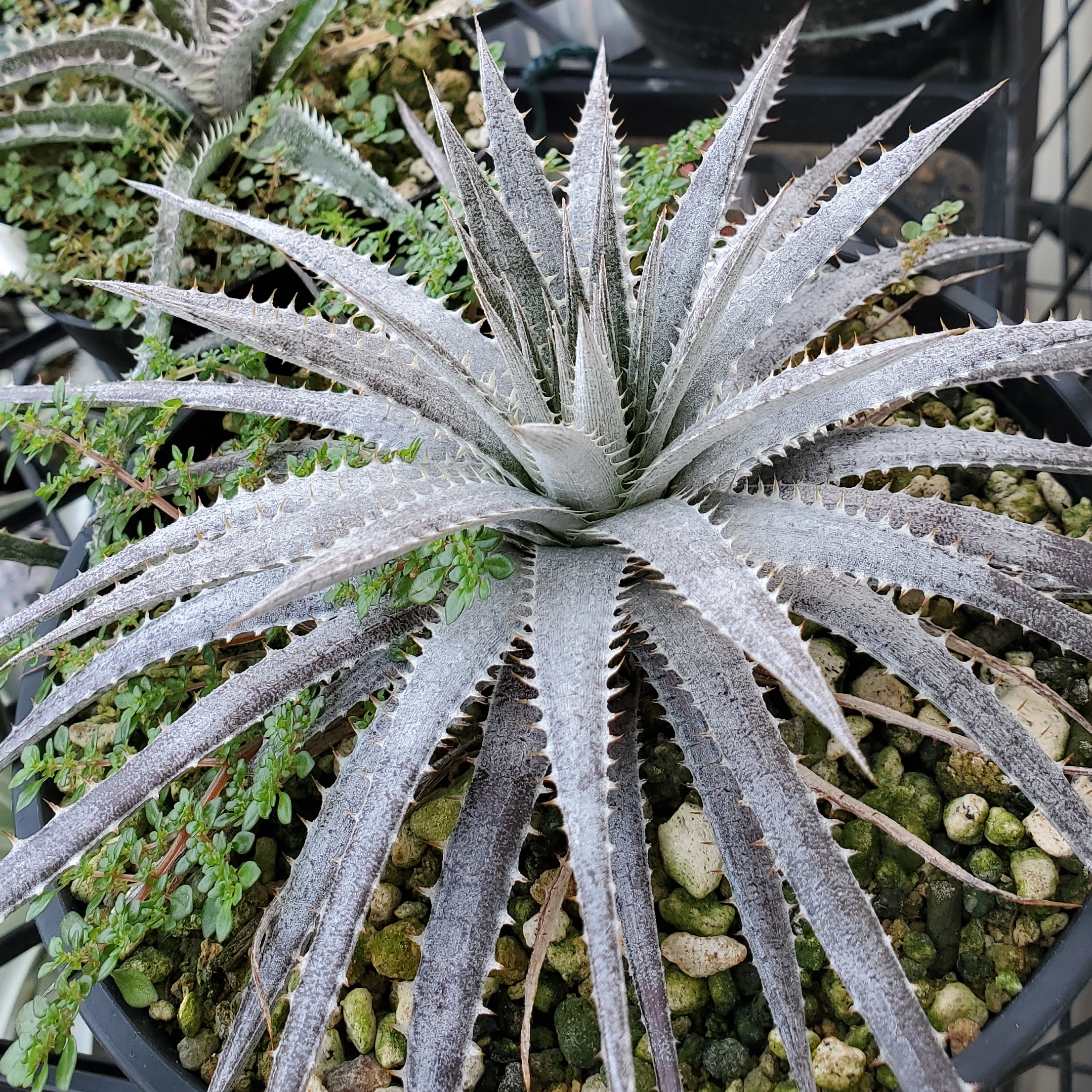 ディッキア・ヘブディンギー：Dyckia hebdingii | Dyckia Maniax