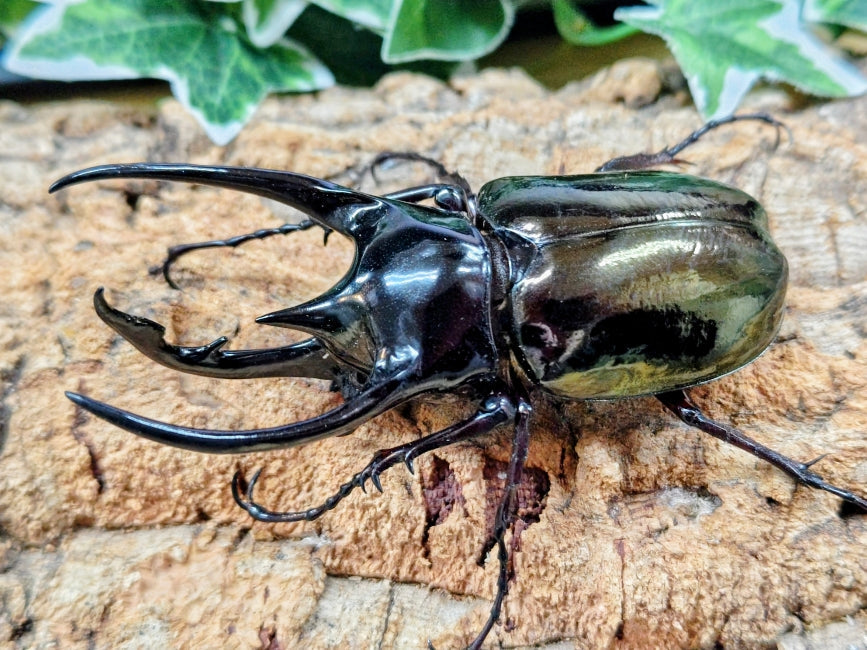 2026.2.2.新入荷!! – クワガタムシ・カブトムシ昆虫専門店COLORS