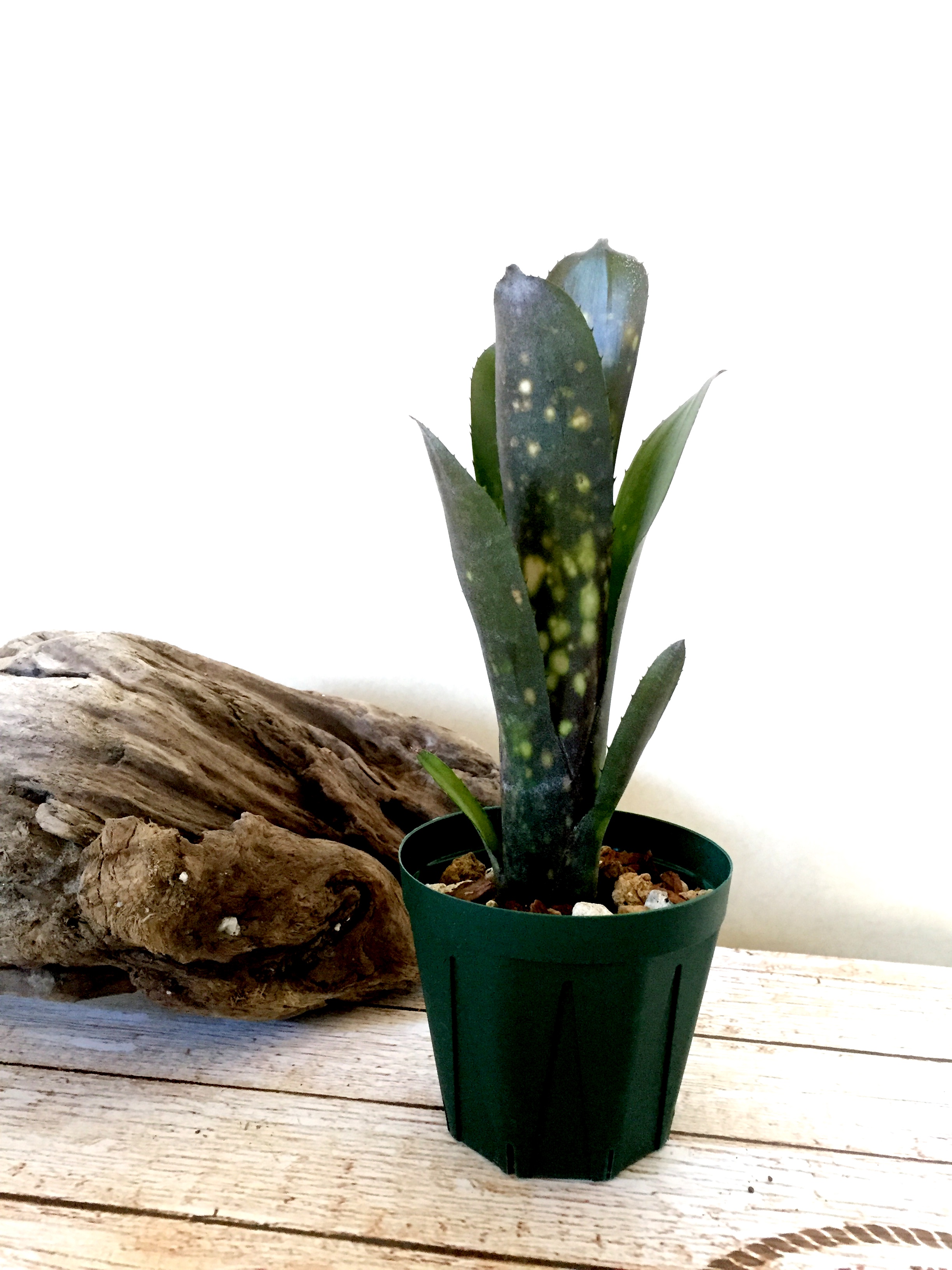 ビルベルギア・キャンベイブラック Billbergia 'Canvey Black'（Bill