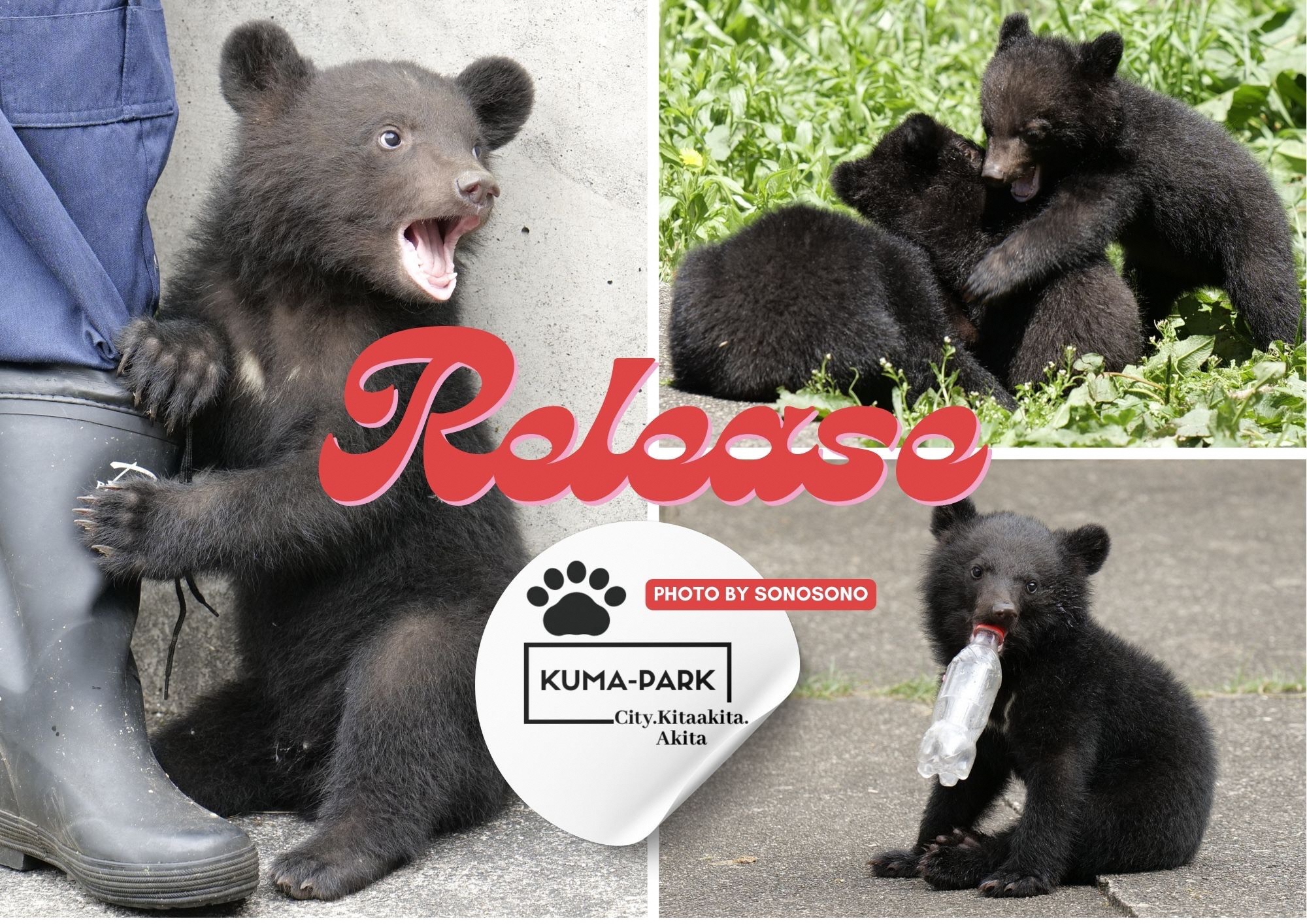 決定」 | くまくま園 公式ホームページ