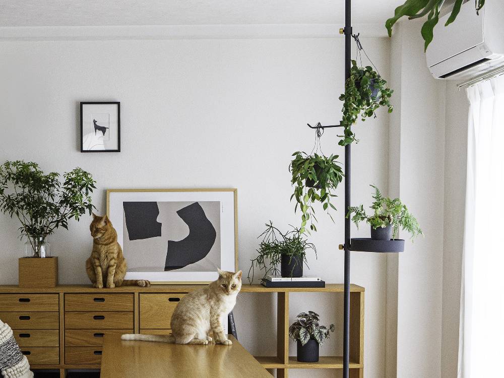 DRAW A LINE/ドローアライン＞ペットと植物セット – カチモ | カチある