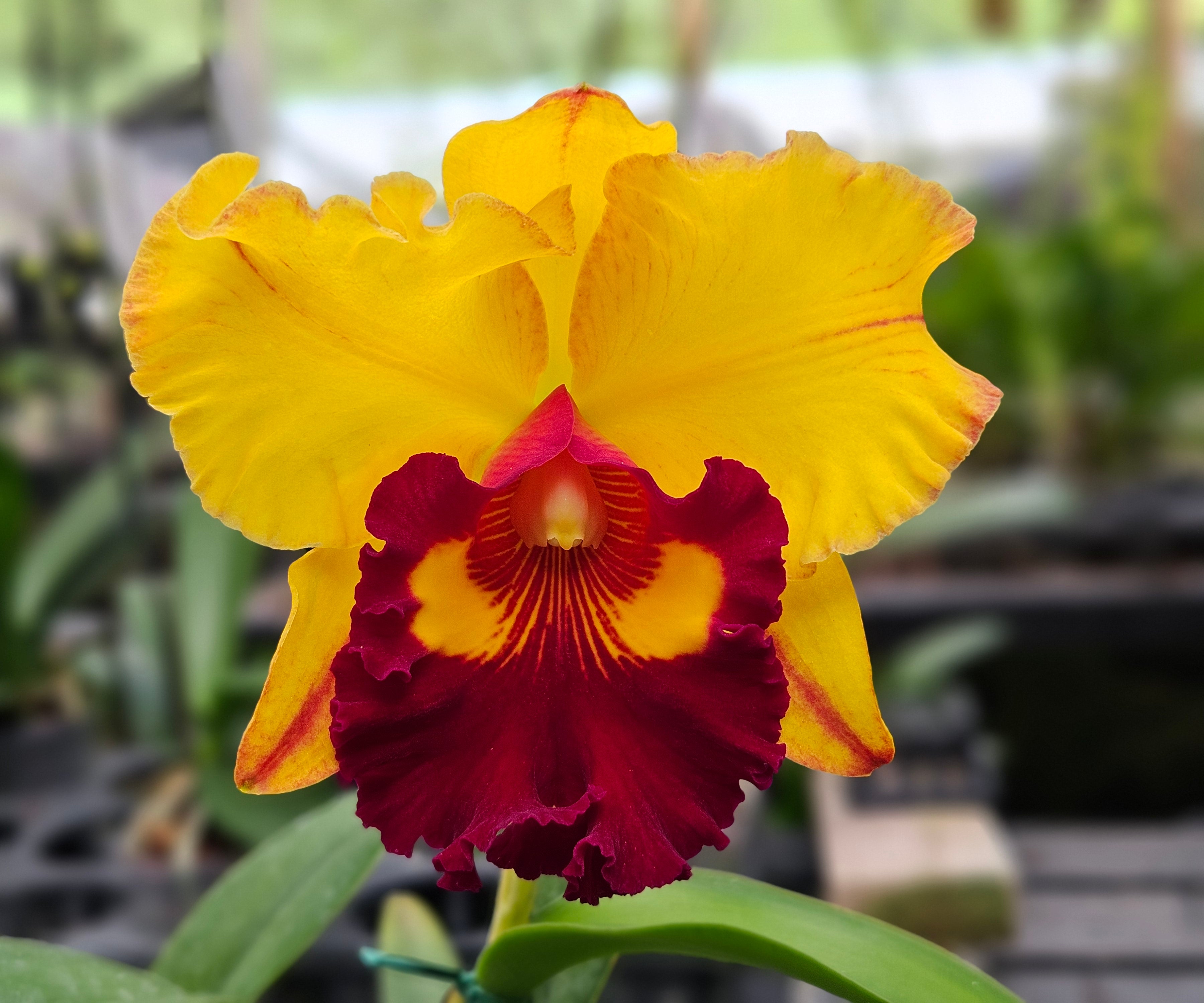 Rlc. Lai Ching-Te 'Tainan' – Kawamoto Orchid Nursery