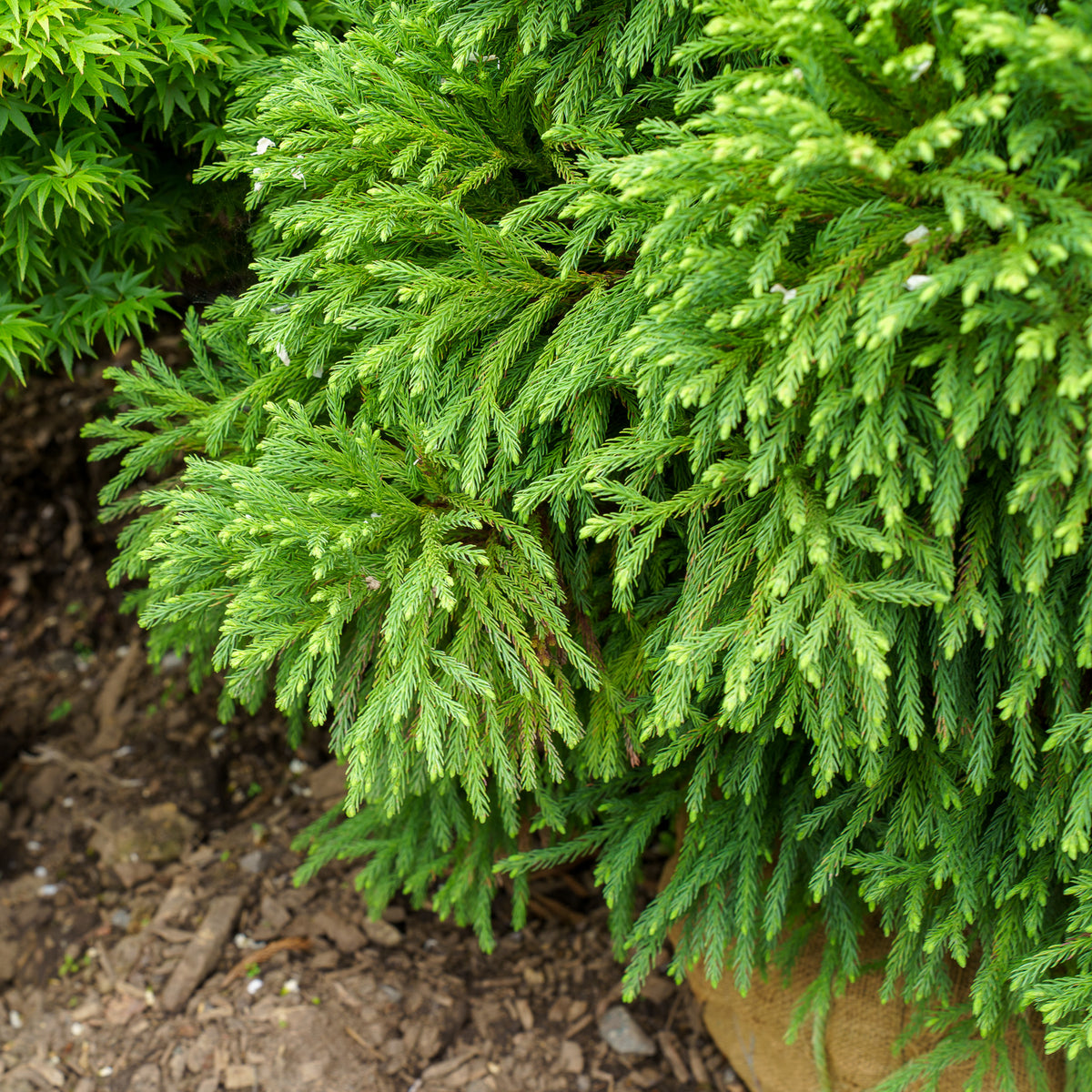 DwarfJapaneseCedar_4_1200x1200