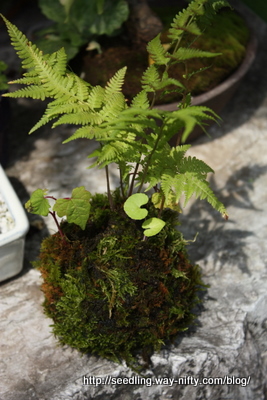 シダの苔玉: 種から始める