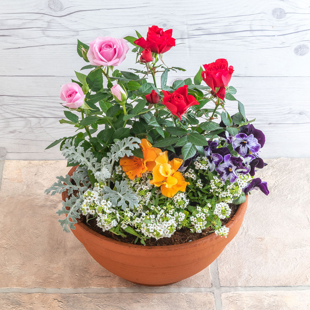 季節の寄せ植え 「スプリングナチュラルガーデン」 | 花・花束を贈る