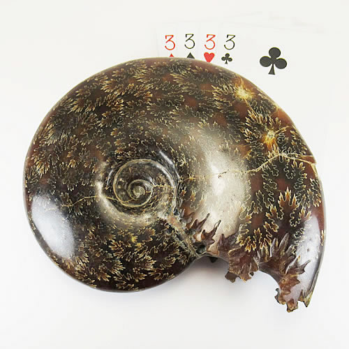 天然マダガスカル産・縫合線オパールアンモナイト化石 超巨大kb702