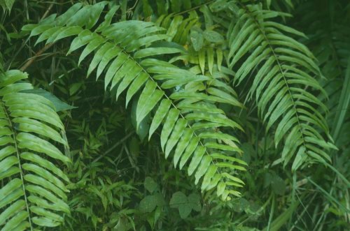 ホウビカンジュ