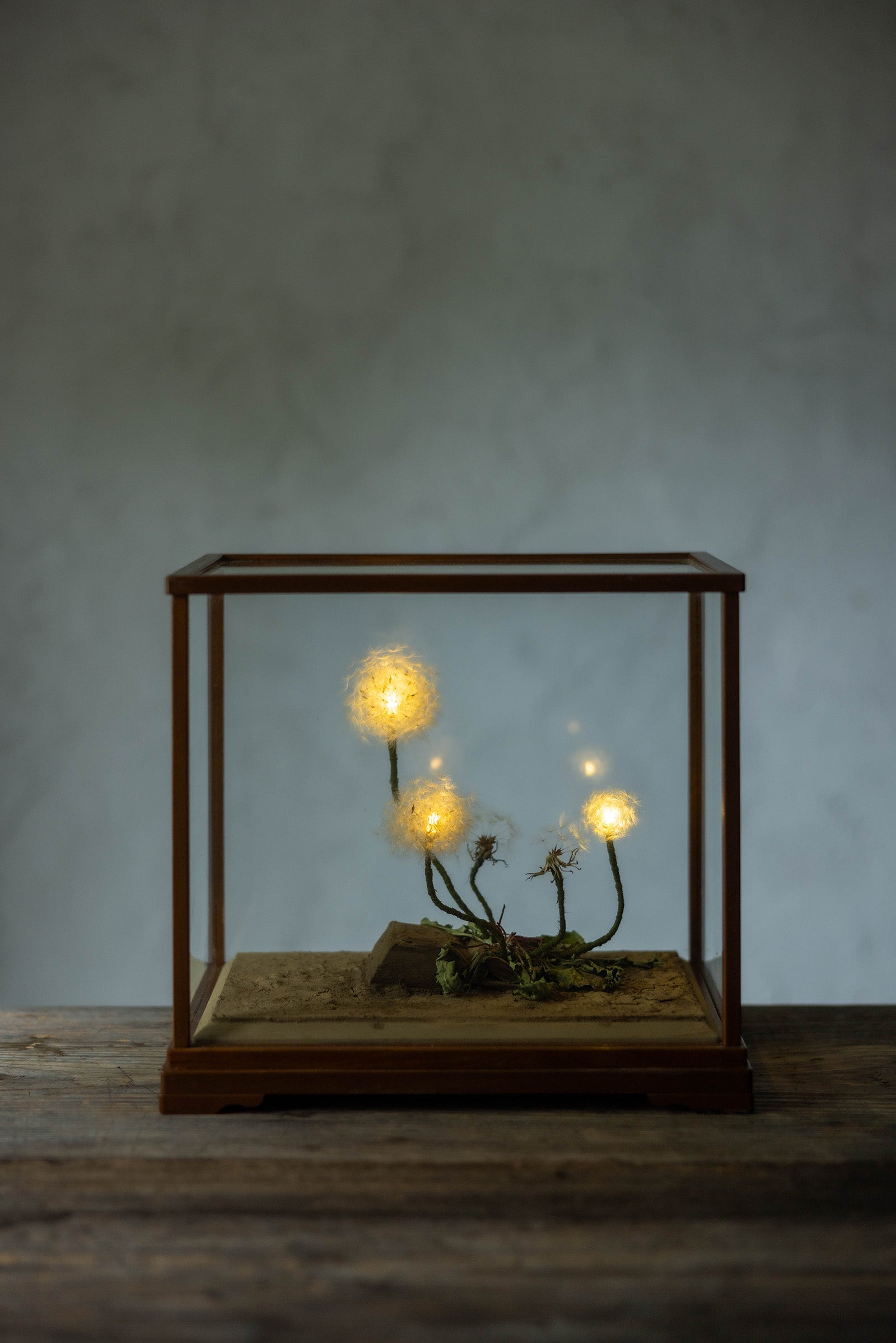 はいいろオオカミ + 花屋 西別府商店 Sence of wonder-2 14