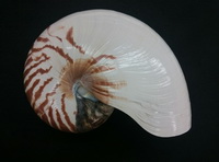 株）タカシェル 世界の貝・化石・珊瑚・タツノオトシゴ・カブトガニ