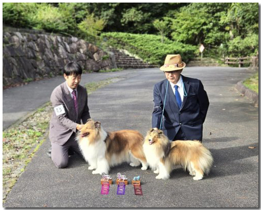 UENOYAMA Shelties シェルティ専門犬舎 上野山