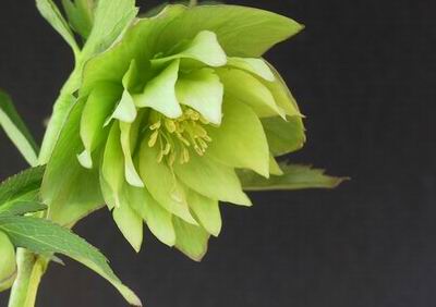 クリスマスローズのダブル（八重） 種通信販売 ＞ クリスマスローズ