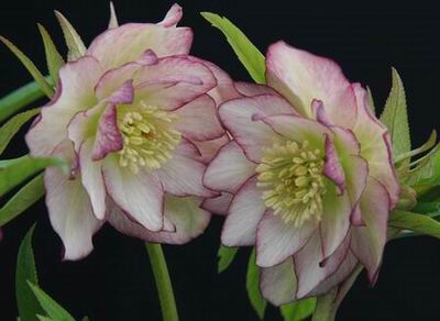 クリスマスローズのダブル（八重） 種通信販売 ＞ クリスマスローズ