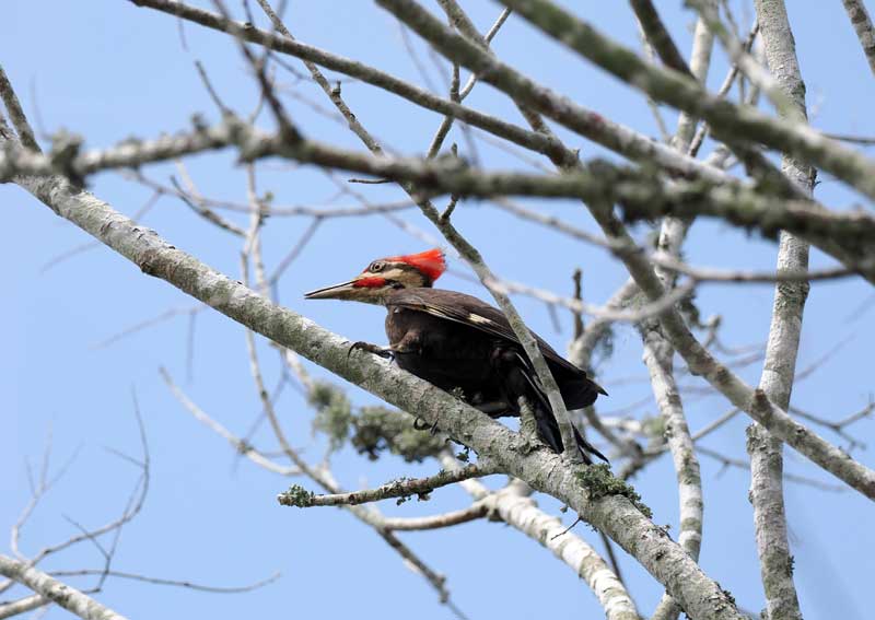 クマゲラ バードカービング クマゲラ バードカービング