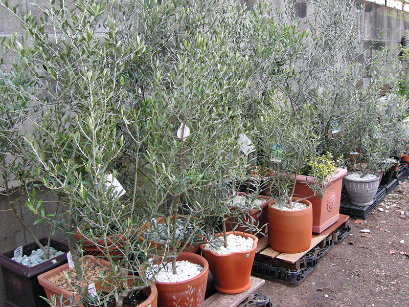 オリーブの木 販売[GDP] 大きめオリーブ