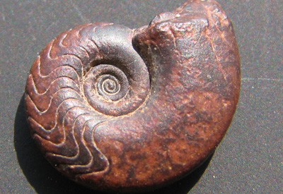 デボン紀のゴニアタイト図鑑（TOP)