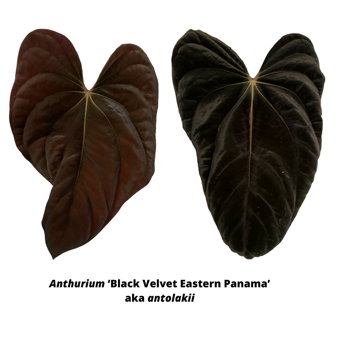 Anthurium antolakii ('BVEP') – hoyahole