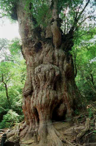 縄文杉