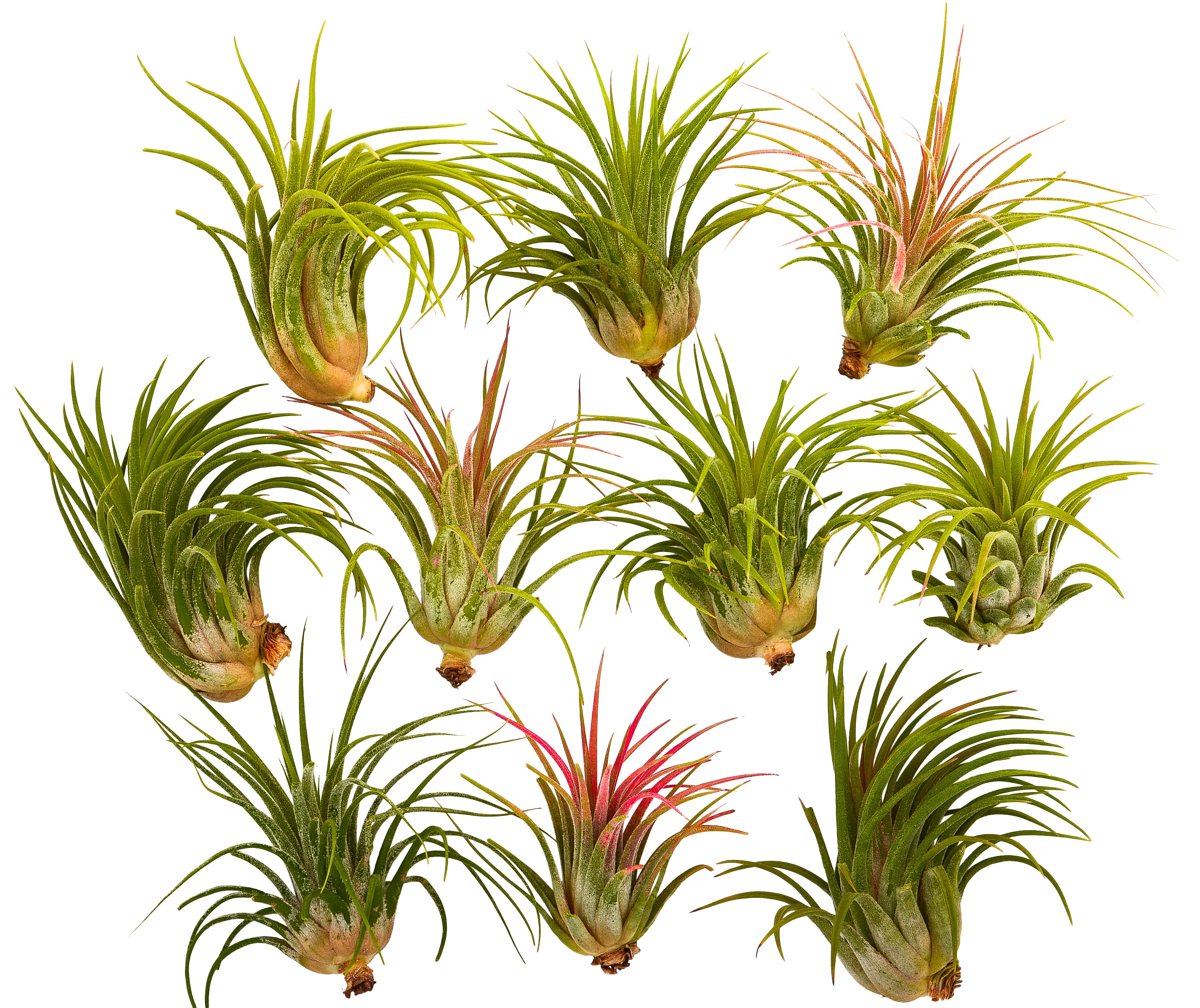 It Blooms 10 Pack Assorted Ionantha Air Plants