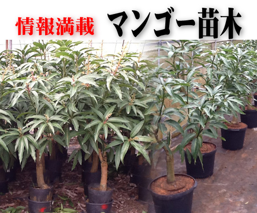 マンゴー成木の間伐苗木を格安で販売しています。 - 宮古島産マンゴー