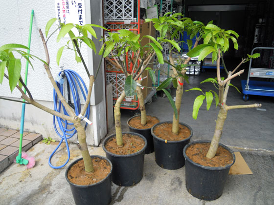 マンゴーの栽培なら宮古島マンゴー市場の苗木。 - 宮古島産マンゴー
