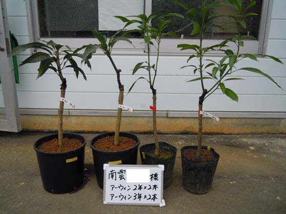マンゴーの栽培なら宮古島マンゴー市場の苗木。 - 宮古島産マンゴー