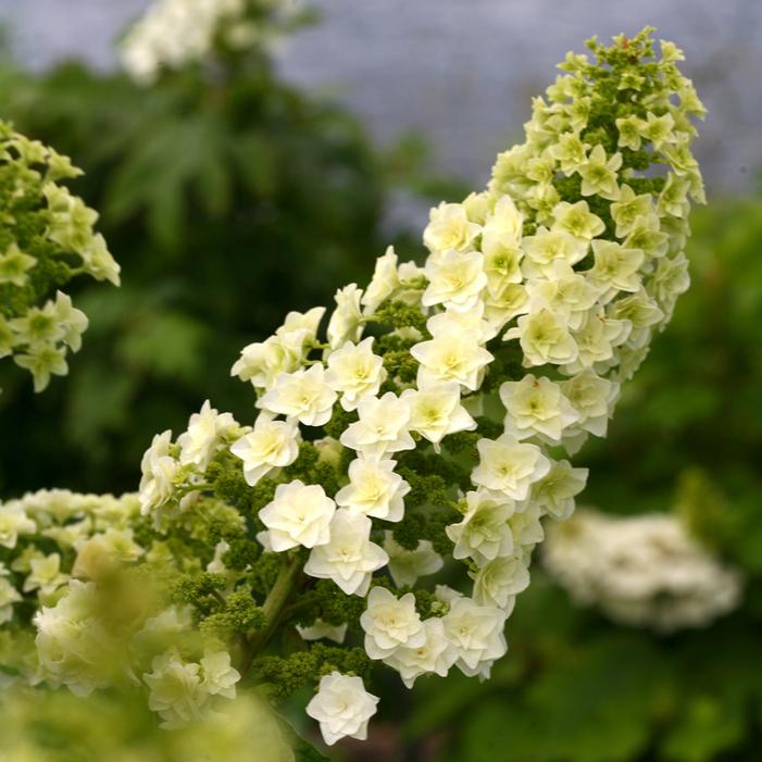 Gatsby Star® Oakleaf Hydrangea | Sooner Plant Farm