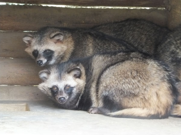 ホンドタヌキ ／ Japanese Raccoon Dog｜menu02_動物紹介｜安佐動物