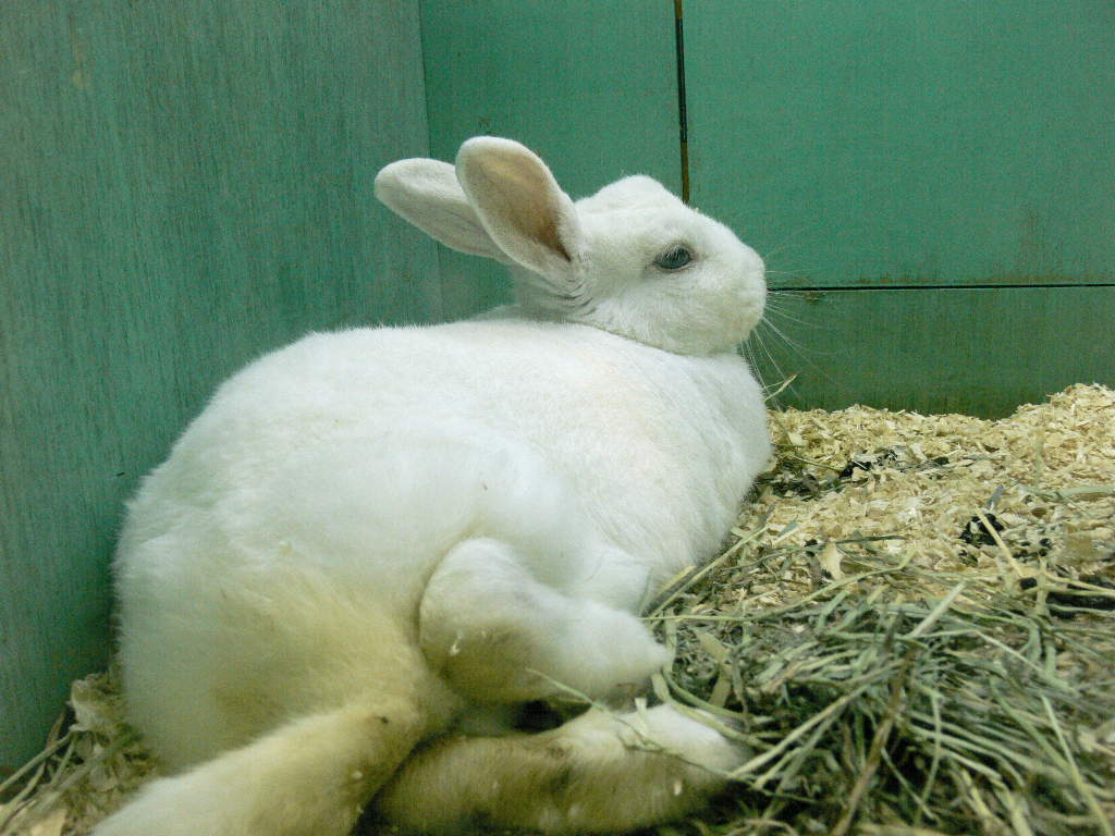 ニュージーランドホワイト - 哺乳類図鑑 - 動物図鑑 - 動物写真の