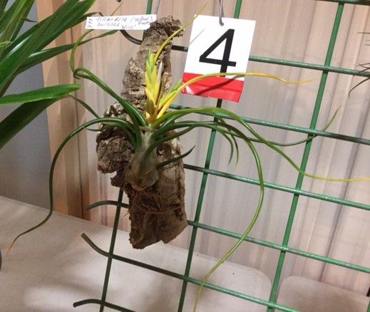 Bromeliads in Australia - Tillandsia bulbosa forma alba