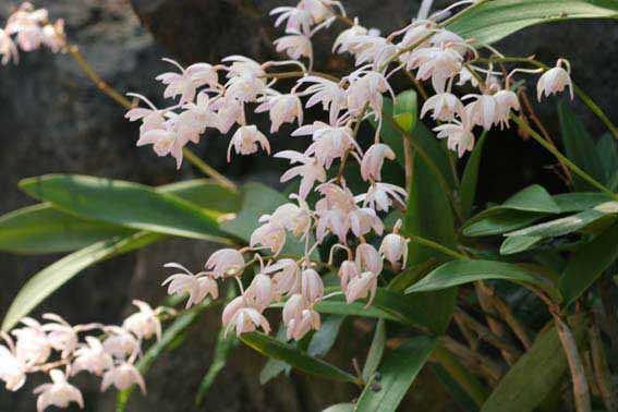 セッコク,石斛（せっこく）,Dendrobium moniliforme, ラン科セッコク属