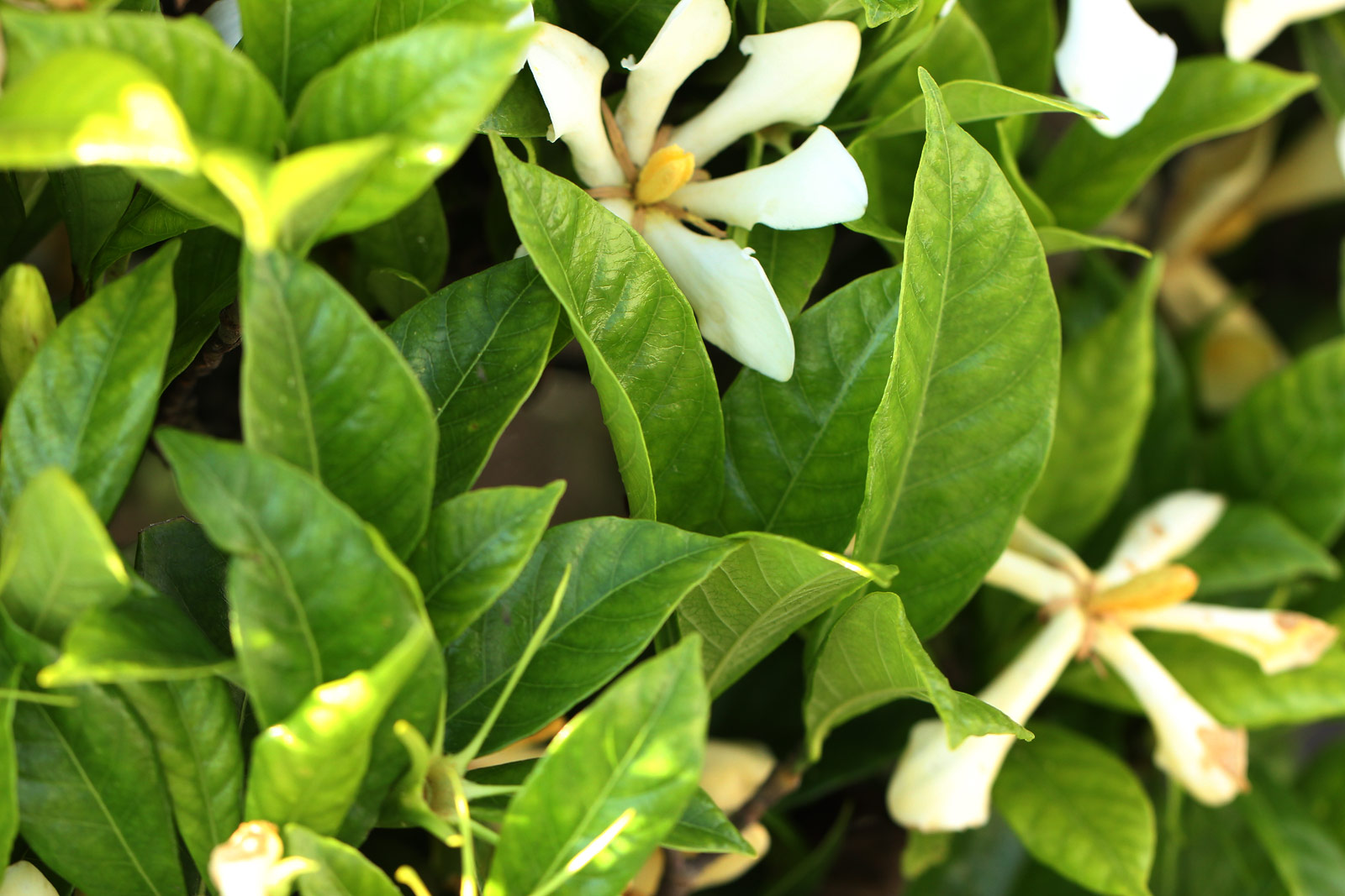 お花の写真集 / クチナシ(梔子)