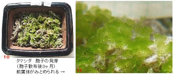 シダ植物の観察-その生活史をたどって