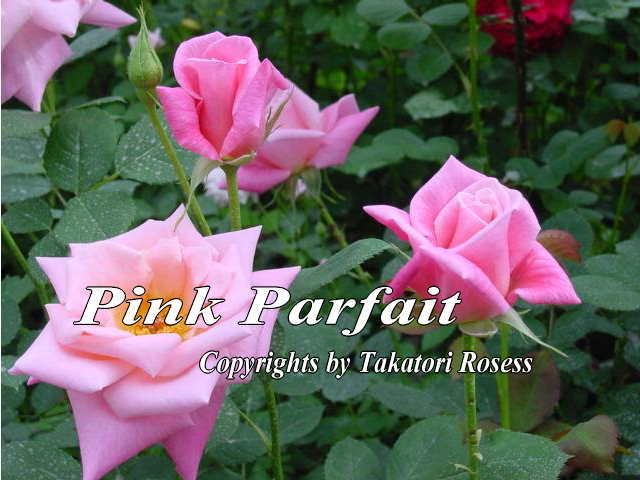 バラの写真9.htmlバラ苗 日本ばら園 減農薬バラ苗販売、バラ苗専門店