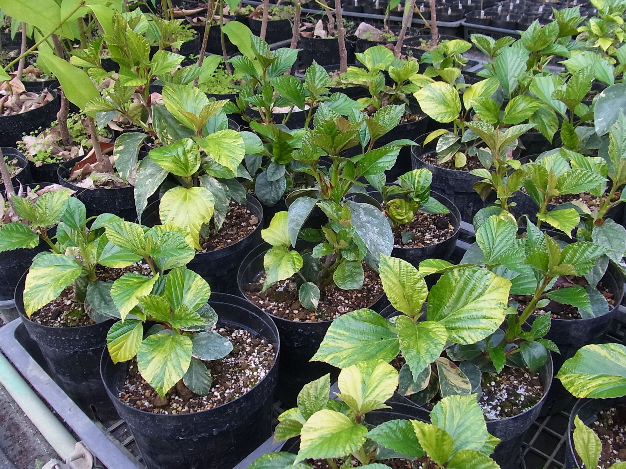 ハクサンボク'斑入'（斑入りハクサンボク）の新葉 | 樹木好き！ I Love