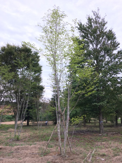 山採り天然木 アオハダ 株立ち 約6.0m | 八進緑産株式会社