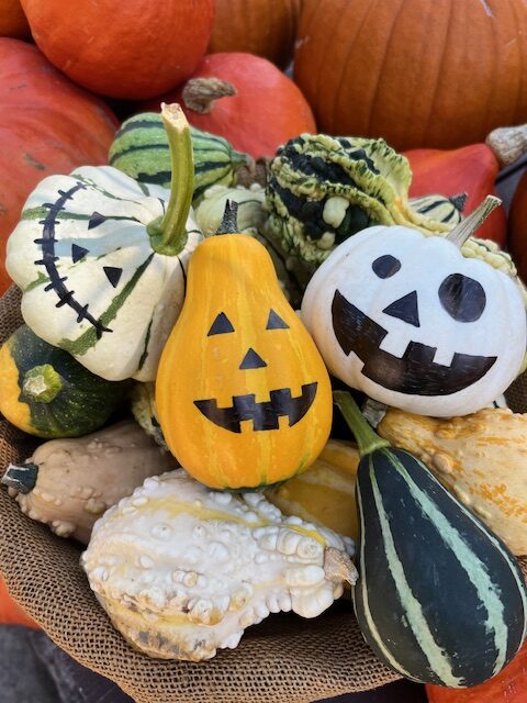 おもちゃかぼちゃ』間もなく入荷予定！！ – 栗山公園オフィシャルサイト