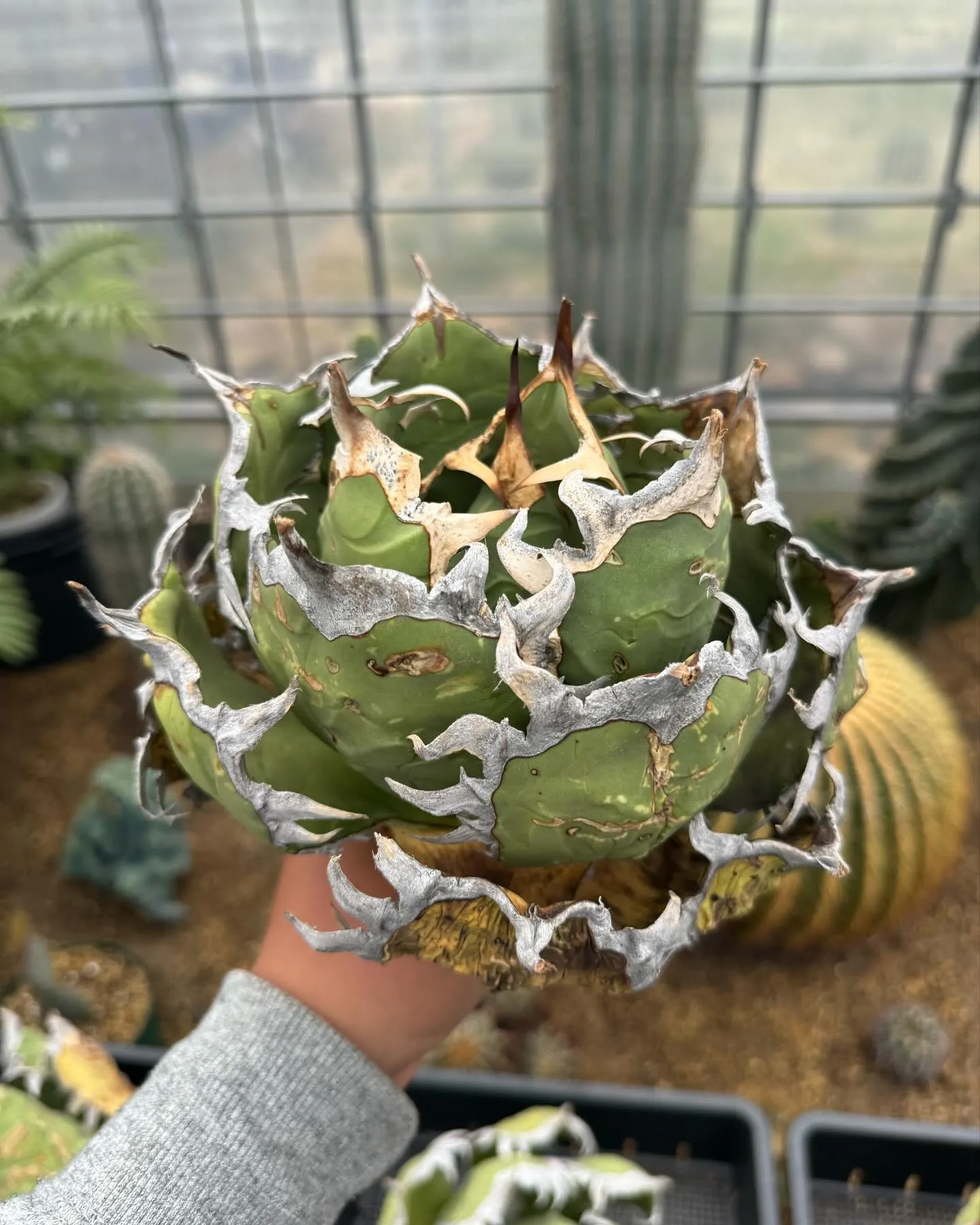 アガベ オアハカ オテロイ 子株出品 big spine Big spine #アガベニキ