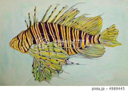 ミノカサゴ みのかさご さかな 魚のイラスト素材 [4989445] - PIXTA