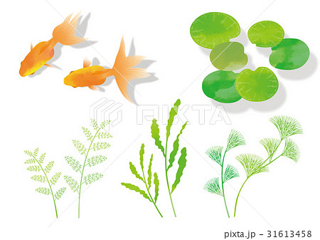 金魚・水草（影あり）_素材bのイラスト素材 [31613458] - PIXTA