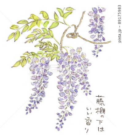 春〜初夏の花：薄紫の藤の花の水彩画イラストのイラスト素材 [89175983