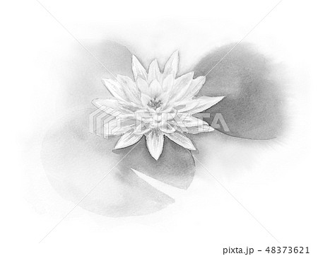 スイレン 水墨画 花 睡蓮のイラスト素材 - PIXTA