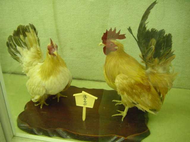 日本鶏剥製展示室（その2）」