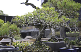 高松盆栽とは | 高松盆栽